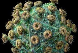 艾滋病毒最新爆料,突破性发现与防控策略
